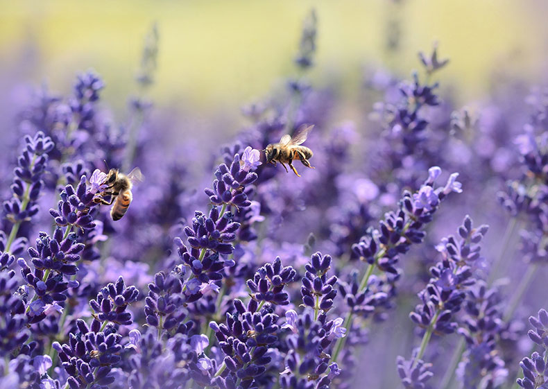 Two bees pollinating lavender.